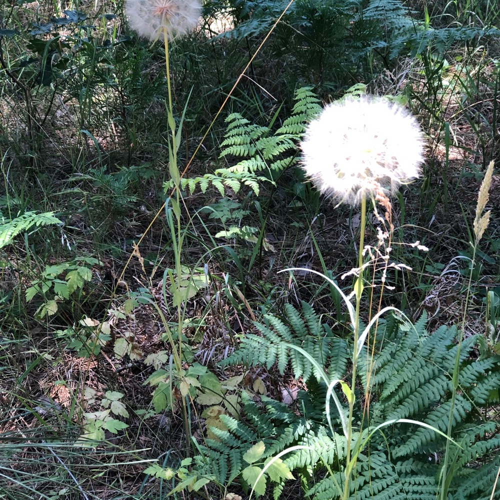 Meet your Posher, Mia